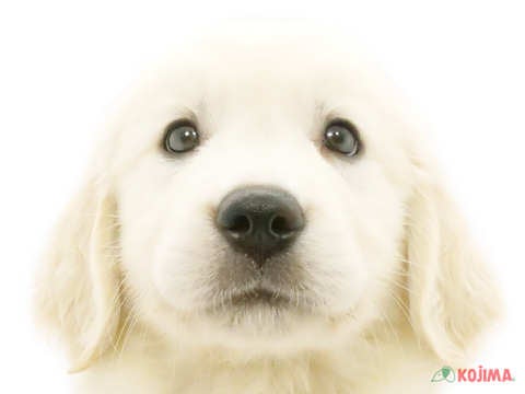 東京都のゴールデンレトリバー (コジマ国立店/2024年5月10日生まれ/男の子/ゴールデン)の子犬