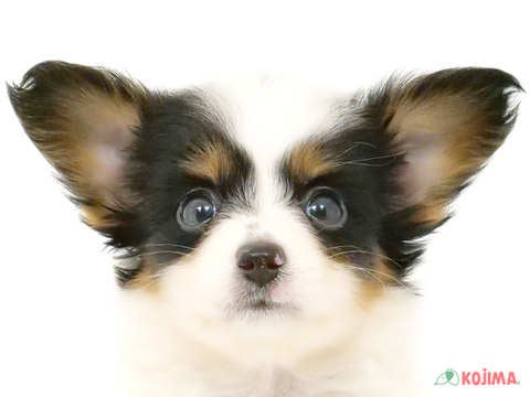 神奈川県のパピヨン (コジマアリオ橋本店/2024年5月12日生まれ/男の子/ホワイトブラックタン)の子犬