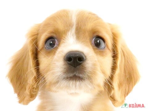 埼玉県のハーフ犬・ミックス犬 (コジマモラージュ菖蒲店/2024年5月10日生まれ/男の子/ブレンハイム)の子犬