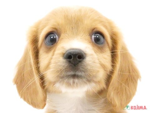 東京都のハーフ犬・ミックス犬 (コジマ府中店/2024年5月10日生まれ/男の子/レッドホワイト)の子犬