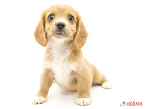 2024年5月10日生まれのハーフ犬・ミックス犬の2枚目の写真