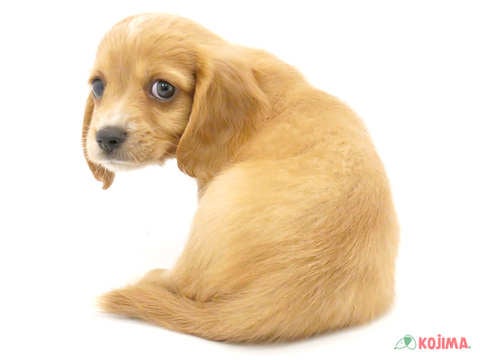2024年5月10日生まれのハーフ犬・ミックス犬の3枚目の写真