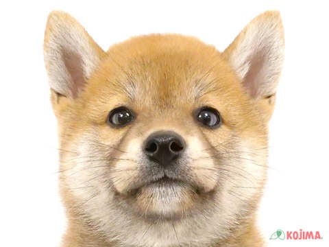 千葉県の柴犬(標準サイズ) (コジマアリオ蘇我店/2024年5月11日生まれ/男の子/赤)の子犬