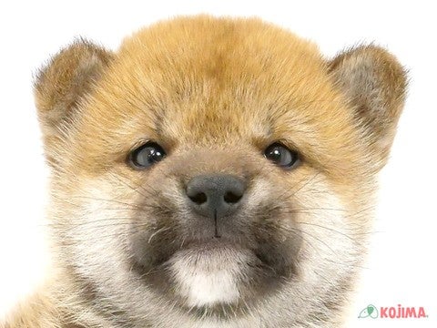 2024年5月11日生まれの柴犬(標準サイズ)の1枚目の写真