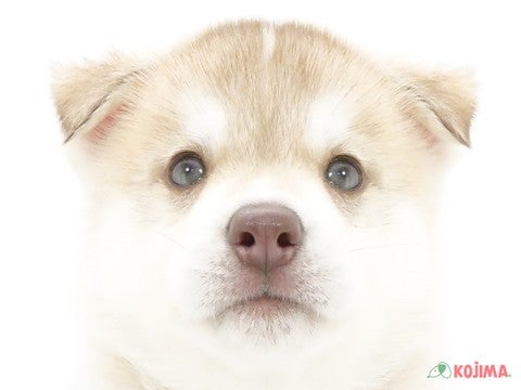 神奈川県のシベリアンハスキー (コジマベイタウン横浜本牧店/2024年5月12日生まれ/男の子/チョコレートホワイト)の子犬