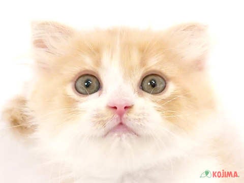 埼玉県のスコティッシュフォールド (コジマモラージュ菖蒲店/2024年5月12日生まれ/女の子/クリームタビーホワイト)の子猫