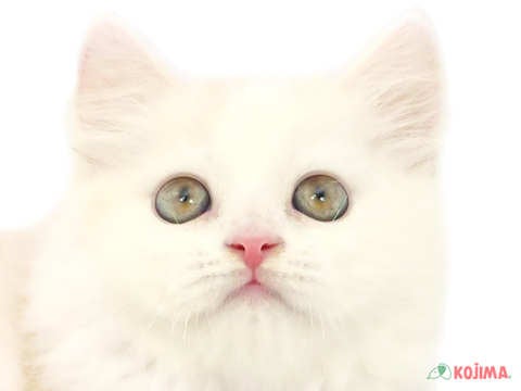 埼玉県のスコティッシュストレート (コジマ浦和店/2024年5月11日生まれ/男の子/カメオタビーホワイト)の子猫