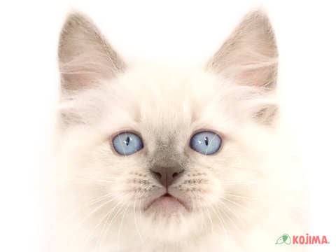 茨城県のラグドール (コジマイーアスつくば店/2024年5月11日生まれ/男の子/シールポイントミテッド)の子猫
