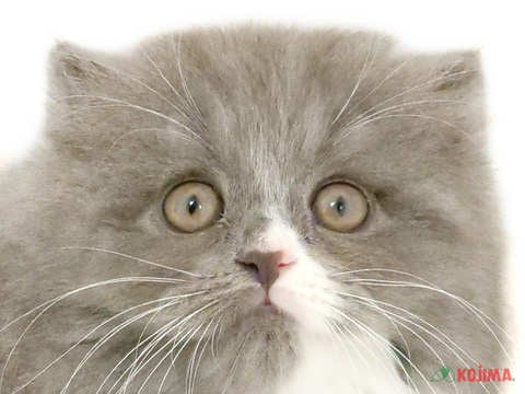 東京都のスコティッシュフォールド (コジマアリオ葛西店/2024年5月12日生まれ/男の子/ブルータビーホワイト)の子猫