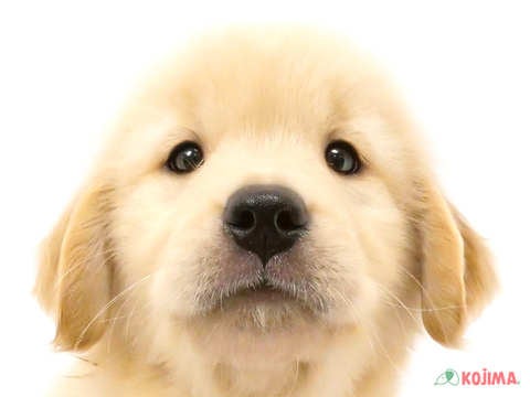 千葉県のゴールデンレトリバー (コジマアリオ市原店/2024年5月12日生まれ/男の子/ゴールデン)の子犬