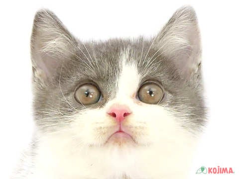 東京都のブリティッシュショートヘアー (コジマアリオ西新井店/2024年5月7日生まれ/男の子/ブルーホワイト)の子猫