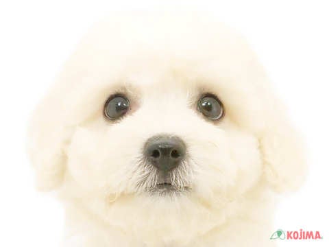 神奈川県のボロニーズ (コジマベイタウン横浜本牧店/2024年5月10日生まれ/男の子/ホワイト)の子犬