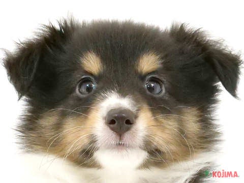 東京都のシェットランドシープドッグ (コジマアリオ西新井店/2024年5月10日生まれ/男の子/ブラックホワイトタン)の子犬