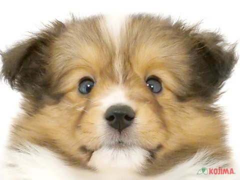 東京都のシェットランドシープドッグ (コジマ目黒碑文谷店/2024年5月12日生まれ/女の子/セーブルホワイト)の子犬