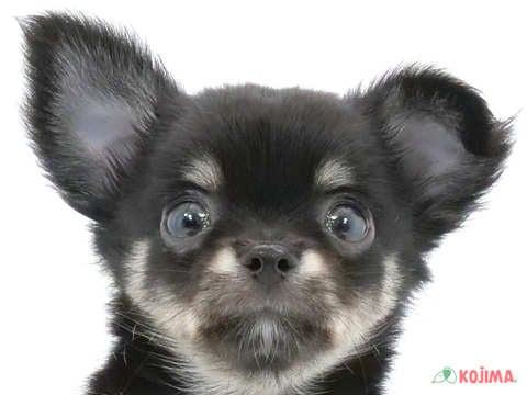 埼玉県のチワワ(ロング) (コジマ浦和店/2024年5月9日生まれ/男の子/ブラッククリームホワイト)の子犬