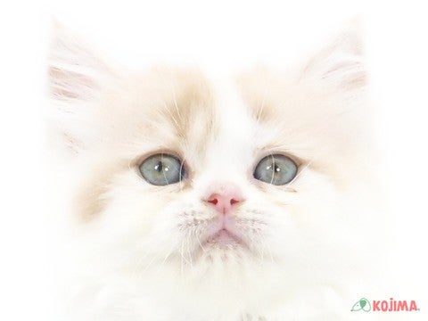 東京都のスコティッシュストレート (コジマ新小岩店/2024年5月11日生まれ/女の子/クリームタビーホワイト)の子猫