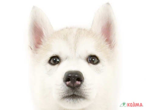 東京都のシベリアンハスキー (コジマアリオ葛西店/2024年5月15日生まれ/女の子/シルバーホワイト)の子犬