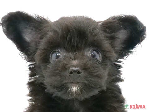 千葉県のチワプー/プーチー(チワワ×プードル) (コジマウエルケアセンター/2024年5月16日生まれ/男の子/ブラック)の子犬