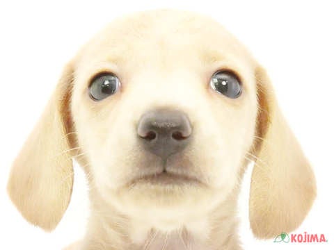 千葉県のミニチュアダックスフンド(スムース) (コジマアリオ柏店/2024年5月11日生まれ/男の子/イエロー)の子犬