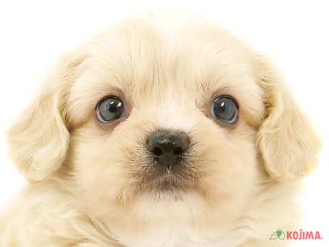 東京都のペキプー(ペキニーズ×プードル) (コジマ木場店/2024年5月14日生まれ/女の子/クリームホワイト)の子犬
