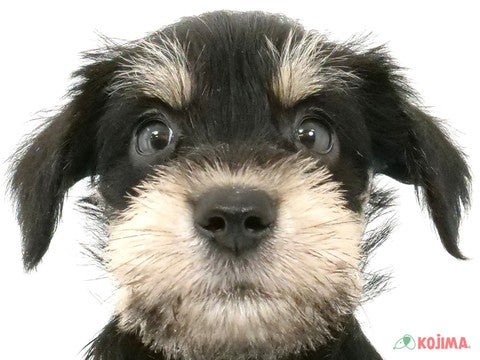 兵庫県のミニチュアシュナウザー (コジマ明石店/2024年5月14日生まれ/男の子/ブラックシルバー)の子犬