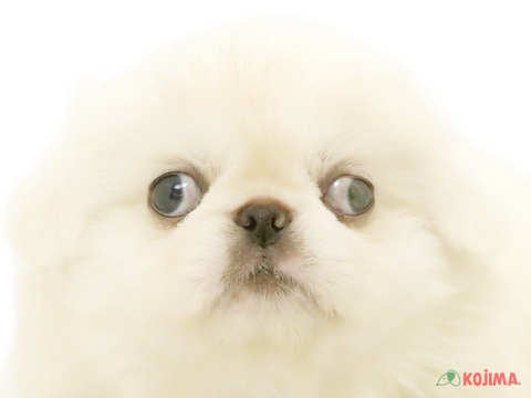 東京都のペキニーズ (コジマ国領店/2024年5月12日生まれ/男の子/ホワイト)の子犬