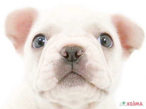神奈川県のフレンチブルドッグ (コジマアリオ橋本店/2024年5月13日生まれ/女の子/クリーム)の子犬