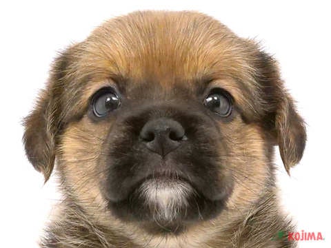 2024年5月4日生まれのハーフ犬・ミックス犬の1枚目の写真