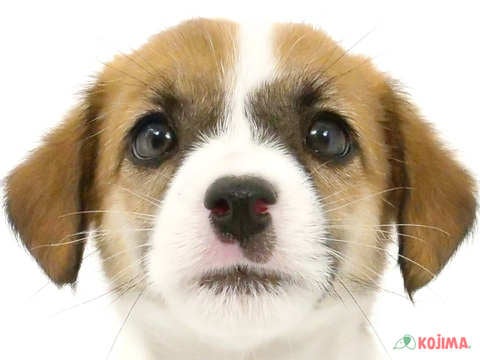 埼玉県のジャックラッセルテリア (コジマモラージュ菖蒲店/2024年5月13日生まれ/男の子/タンホワイト)の子犬