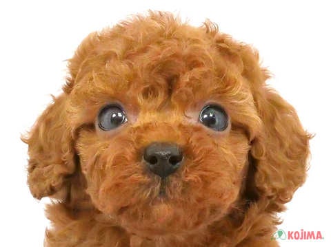 千葉県のトイプードル(トイ) (コジマアリオ柏店/2024年5月5日生まれ/女の子/レッド)の子犬