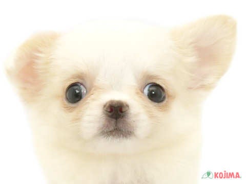 兵庫県のチワワ(ロング) (コジマ明石店/2024年5月12日生まれ/女の子/ホワイトクリーム)の子犬