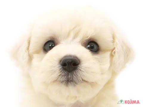 東京都のビションフリーゼ (コジマアリオ北砂店/2024年5月13日生まれ/女の子/ホワイト)の子犬