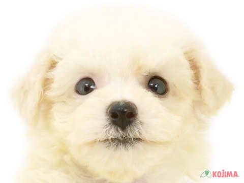 千葉県のビションフリーゼ (コジマアリオ市原店/2024年5月13日生まれ/女の子/ホワイト)の子犬