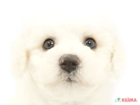 東京都のビションフリーゼ (コジマ木場店/2024年5月11日生まれ/男の子/ホワイト)の子犬