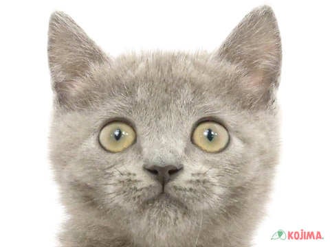 東京都のブリティッシュショートヘアー (コジマ練馬店/2024年5月7日生まれ/男の子/ブルー)の子猫