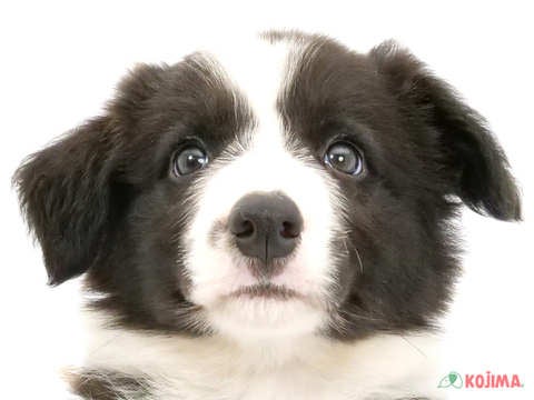 東京都のボーダーコリー (コジマ木場店/2024年5月10日生まれ/男の子/ブラックホワイト)の子犬