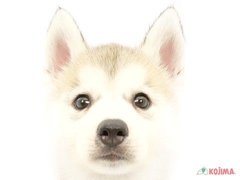 東京都のシベリアンハスキー (コジマアリオ亀有店/2024年5月15日生まれ/女の子/シルバーホワイト)の子犬
