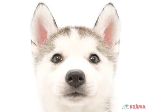 東京都のシベリアンハスキー (コジマ町田店/2024年5月15日生まれ/女の子/シルバーホワイト)の子犬