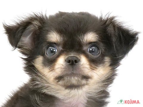 埼玉県のチワワ(ロング) (コジマ三郷店/2024年5月2日生まれ/女の子/ブラックタン)の子犬