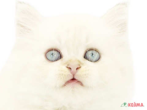 東京都のミヌエット (コジママチノマ大森店/2024年5月13日生まれ/男の子/ブルーポイント)の子猫