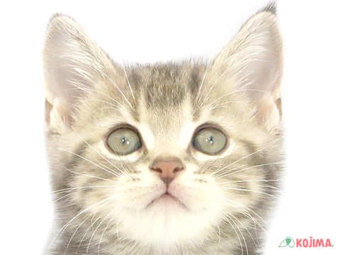 東京都のアメリカンショートヘアー (コジマアリオ亀有店/2024年5月12日生まれ/女の子/ブラウンタビー)の子猫