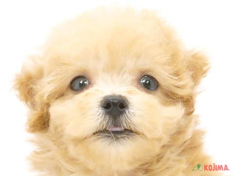 神奈川県のマルプー(マルチーズ×プードル) (コジマアリオ橋本店/2024年5月14日生まれ/男の子/アプリコット)の子犬