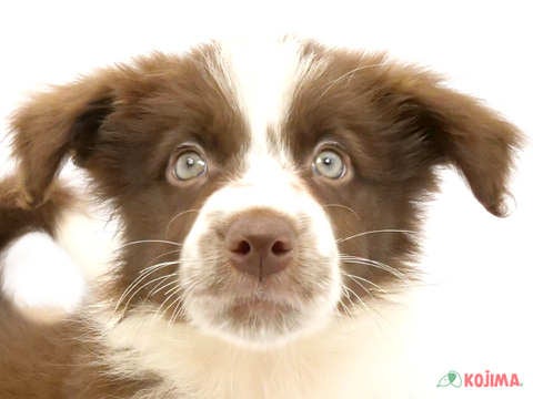 神奈川県のボーダーコリー (コジマアリオ橋本店/2024年5月13日生まれ/女の子/チョコレートホワイト)の子犬