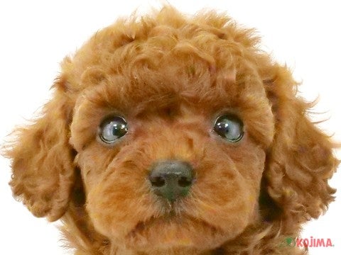 埼玉県のトイプードル(トイ) (コジマモラージュ菖蒲店/2024年5月14日生まれ/女の子/レッド)の子犬