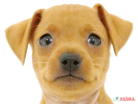 千葉県のミニチュアピンシャー (コジマ松戸店/2024年5月18日生まれ/男の子/レッド)の子犬