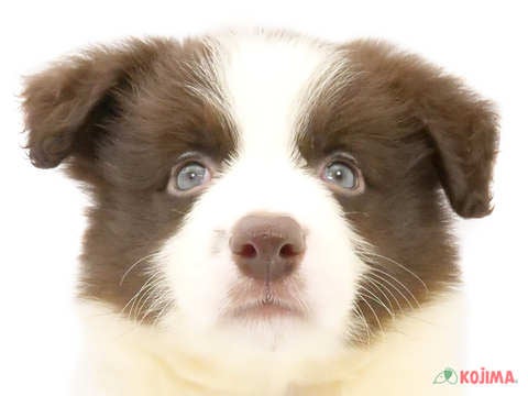 東京都のボーダーコリー (コジマ目黒店/2024年5月17日生まれ/男の子/チョコレートホワイト)の子犬
