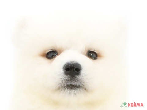 千葉県のサモエド (コジマアリオ柏店/2024年5月19日生まれ/男の子/ホワイト)の子犬
