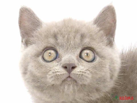 埼玉県のブリティッシュショートヘアー (コジマ戸田公園店/2024年5月16日生まれ/女の子/ブルー)の子猫