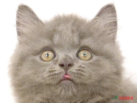 神奈川県のブリティッシュロングヘアー (コジマアリオ橋本店/2024年5月15日生まれ/男の子/ブルー)の子猫