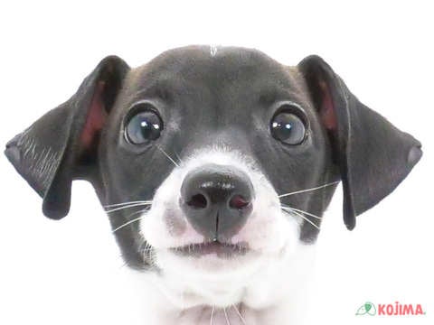 茨城県のイタリアングレーハウンド (コジマイーアスつくば店/2024年5月17日生まれ/女の子/ホワイトブラック)の子犬